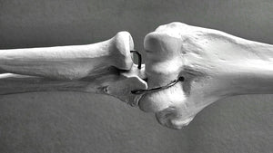 Ayurveda and Bone Health: An In-Depth Look